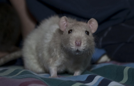 Hoodie rat that loves people and some other rats. Lives with two other ratties