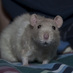 Squeakers Rat (@squeakersrat) Twitter profile photo