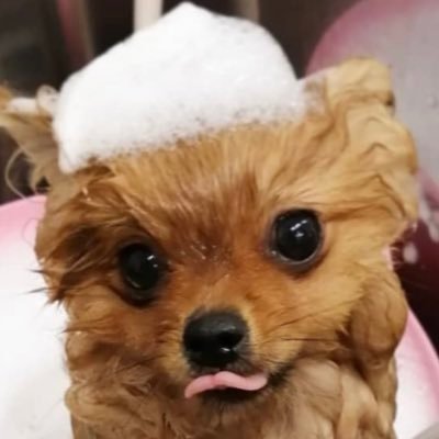 ポメラニアンのツナ🐶2020年4月生まれの1才🌸好奇心旺盛犬🪵🌿飼主の皆さま無言フォロー失礼します🙇‍♀️