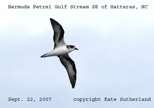 We offer pelagic trips from Hatteras, NC exploring the dynamic ecosystem formed by the combination of the Continental Shelf edge & the Gulf Stream current.