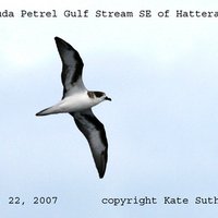 Seabirding ~ Kate Sutherland(@Seabirding) 's Twitter Profile Photo