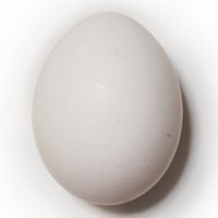 Plain Egg(@PtWeird) 's Twitter Profile Photo