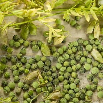 Excellente source de protéines et de divers autres nutriments. Légumineuse, bonne pour la santé des Hommes et pour la santé de la planète !