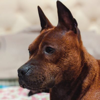 laoluo333's profile picture. I live in a largest prison of the world,desire for freedom and escape from Sodom! Where is my Zihuatanejo?