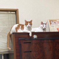 yu_lico (@yu_lico) 's Twitter Profile