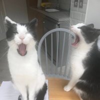 Freddie & Evie 🖤🩶🤍 (@eviefreddie) 's Twitter Profile Photo Freddie & Evie 🖤🩶🤍 (@eviefreddie) 's Twitter Profile Photo