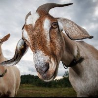 Goto Rinehwema (@softaswool) 's Twitter Profile