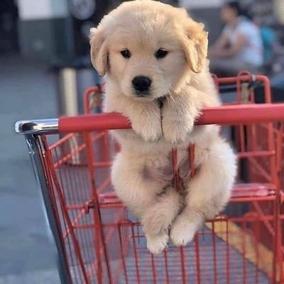 A man can Learn a lot From #goldenretriever obedience,  loyalty and importance of turning around three times before lying Down.