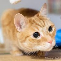 ねこつばめ (@nekotubame99) 's Twitter Profile