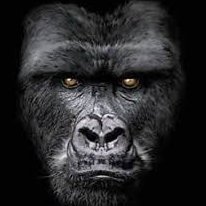 Ouistiti2's profile picture. Price Action trader and professional shitposter.
Always mad and eating baguette wine dips