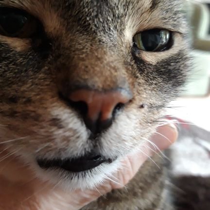 Miezerli's profile picture. Umwelt-, Tier-, Klimaschutz, soziale Gerechtigkeit, Plastikvermeidung!
Wir haben als angeblich höchstentwickelte Art versagt.