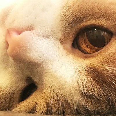 我が家の猫，ちゃちゃまる君についてつぶやいています。
ちゃちゃまる君は、2011年生まれ、オスのスコティッシュフォールドです。