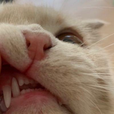 pjtwjtwujx's profile picture. さび（１5歳）はち（１5歳）ちゃこ（3歳）の下僕をさせて頂いております。無言フォロー失礼いたします。