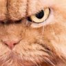 KittyWiddy's profile picture. 🇺🇸🏝 🏖 🎢 🇺🇸 “A Republic if you can keep it”