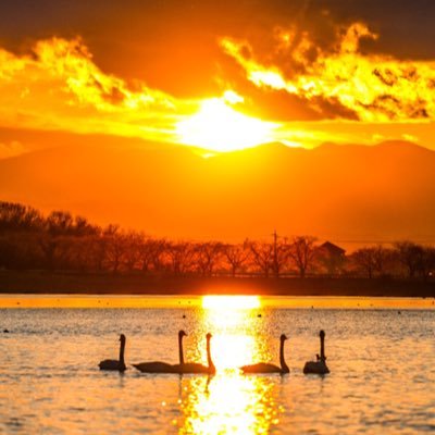 いつの間にかカメラが趣味に*•☆*…記憶に残る写真が撮れる日まで *•☆*… 自然の風景・白鳥・花・空が好き！皆様からの癒しを〜どうか暖かい繋がりを宜しくお願いします。 ▪️@Yt20122 (ロック&無人)の続編 ▪️無断使用禁止▪️Instagramにもアップしておりますので良ければ覗いてみて下さい↓