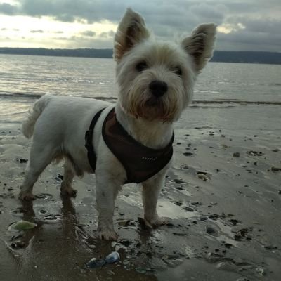 DaftWestie's profile picture. Just your average Joe