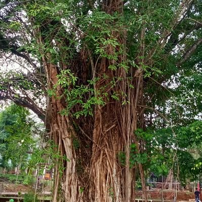 kawan_sung's profile picture. 