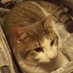 Taco Kitty (@tacokitty16) Twitter profile photo Taco Kitty (@tacokitty16) Twitter profile photo