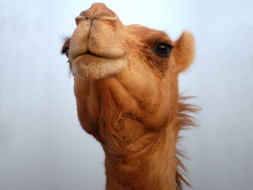 I am an australian interplanetary camel who has been making hip hop fuzed with raw funk from '93 to infinity. Taste test my latest - Cleopatra's Bath Milk @