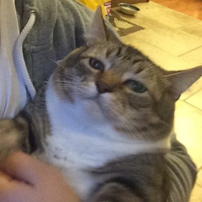 very sexist overweight housecat
😼 @HeavyXBreathing 😼
