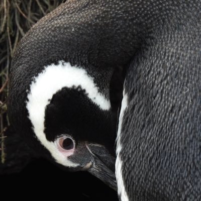 was seawatching in the Falklands, now in west Cornwall