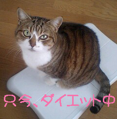さとうのりゆきさんのプロフィール画像