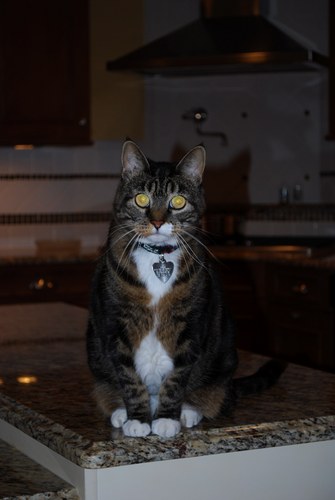 elizabethbedell's profile picture. Catholic. Mostly-retired science teacher. Enjoying rumba, mystery novels, ballet, opera, mah jongg, & discussions of liturgy & theology. #CivDei