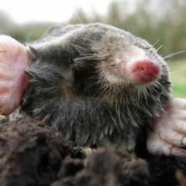 One stop shop for East Devon’s garden & pest management needs. One-off or regular, domestic or commercial.