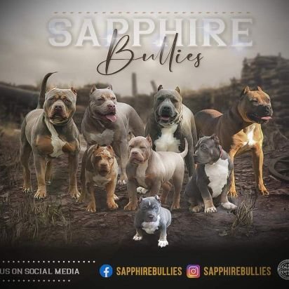 Sapphirebullies