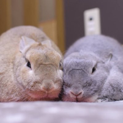 実家で飼ってる🐰ミニウサギのおこげとつみれのアカウント。最初は仲良くなれないかな？と心配していた時期もあったけど今ではすっかり仲良しに😊🎶ハムスター🐹もいます。きんじろう︎︎ちゃん(🌈2023.7.4)、うるめくん、きんたろうちゃん。週末に撮りためた写真をツイートしてます。よろしくお願いします。