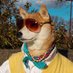 Menswear Dog (@Mensweardog) Twitter profile photo