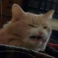 raydx (@metarayz) 's Twitter Profile