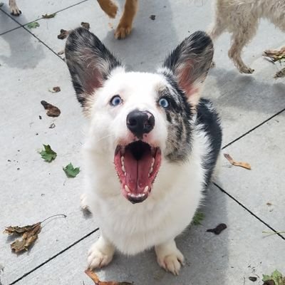 Rare book cataloger with interests in #histmed, special collections, and book history. Corgi enthusiast. Newbie gardener. Views are my own. She/her