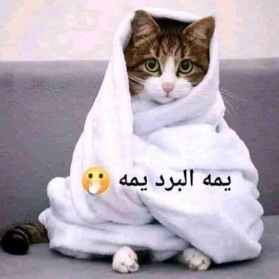 BDhCVSddqfeMWTT's profile picture. حساس