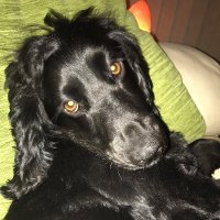 Dawnus #ProEU (@abfabdawn) 's Twitter Profile