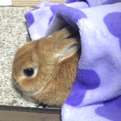 新型コロナチクワン、インフルチクワンに危険性があることに気付いて 調べたら沢山でてきます他311地震、日航機墜落事故等沢山