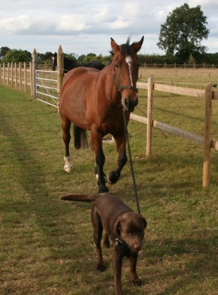 A social network set up by horseriders for horseriders! A site where you can tell the world when and where you're hacking then map it for others!