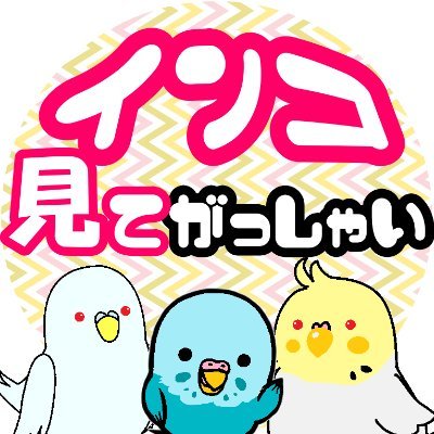 日本一の米どころで暮らす3羽のインコたち。セキセイ_アルビー🤍 マメルリハ_シンバ💙 オカメ_きなこ💛まーんでめごいすけ、ちっと見てがっしゃい🕊(すごく可愛いから、ちょっと見ていってください)