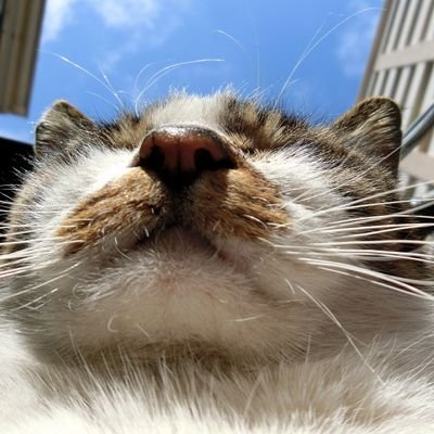 🐾看板猫写真家、島猫写真家📷️、気まぐれ風景写真家
🐾フォトマスター1級
🐾宅地建物取引士
🐾「にゃるほど! コミュ力UP語彙辞典」、「にゃぷるVOL4」看板猫コーナー担当
🐾第5回 岩合光昭さんが審査する ネコ写真コンテスト入選 他