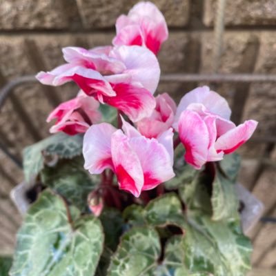 uDPf4gsitB4vvcs's profile picture. 身体に良いことを始めます。自分のからだで実験をし、からだの変化や心の変化をシェアしていきます。#健康#糖質#ボーンブロス#ダイエット#ファスティング#断食#糖質オフ