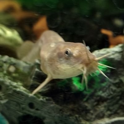 天然ソーダ水 なにこれめっちゃドツボにハマった 好き なろうのほうは読んでる暇ないからゆっくりコミカライズを追うかなぁ フシノカミ 辺境から始める文明再生記 黒杞よるの 雨川水海 大熊まい 第1話 本は開かれた コミックガルド T 天然ソーダ水 なにこれめっちゃドツボにハマった 好き なろうのほうは読んでる暇ないからゆっくりコミカライズを追うかなぁ フシノカミ 辺境から始める文明再生記 黒杞よるの 雨川水海 大熊まい 第1話 本は開かれた コミックガルド T