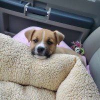 Steve Olson (@bigoly) 's Twitter Profile