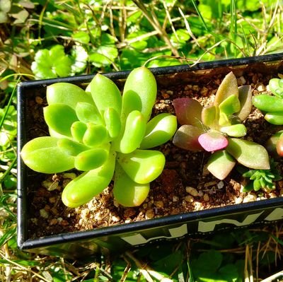 kameya1920's profile picture. いいね するためにアカウントつくりました。無言フォロー失礼します。

着物／近代建築／昭和レトロ／大正ロマン／映画／朝ドラ／伝統工芸／ラーメンズ／国内旅行／日本酒／