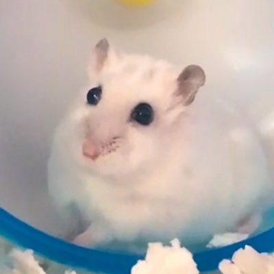 モチグとゴルディ🐹さんのプロフィール画像