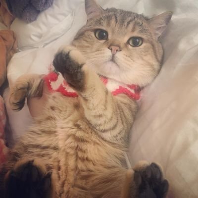 showbego's profile picture. 