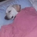 doggrad's profile picture. zzz