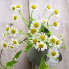 C539's profile picture. 「がん患者に100の質問（http://t.co/UYItVAloVY）」A.99（http://t.co/g6WbkXg3Er）を、botがつぶやきます。（※子宮頸がん患者のみ）