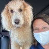BlueinKentucky's profile picture. 🇺🇦Louisville Cardinals fan 🏈🏀 ⚽️⚾️ #L1C4 Ravens fan thanks Lamar 🐐  In love with 2 Doodle dogs🐶 ❤️ 🐶💙