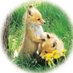 北きつね牧場【公式】 (@kitakitsunefarm) Twitter profile photo 北きつね牧場【公式】 (@kitakitsunefarm) Twitter profile photo