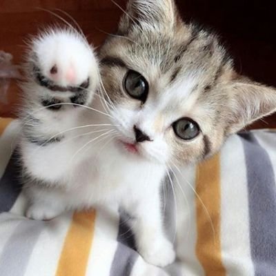 TOWA_0918's profile picture. アニメ・映画・ゲームやゲーセン・遊戯王・デジモンなど大好き人間です！

ペットも飼ってます！
いきなりのフォロワーさんも歓迎します！
一般ユーザーの方にはフォロワー返します♪

趣味友増やして行きたいと思います( ´ ▽ ` )ﾉ(￣ー+￣)

皆さん気楽に絡んで下さいな♪
無言フォローすみません( ノД`)…